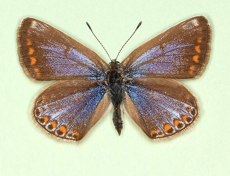 Polyommatus icarus female (aberrant form caerulea) (Internet Image property of respective owner, non-commercial use only)